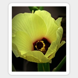 Flower of Okra Sticker